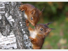Vigie-Nature, un réseau de citoyens qui fait avancer la science Vigie Nature