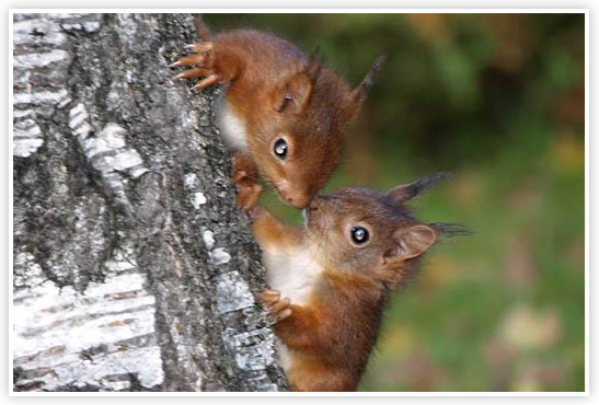 Vigie Nature Vigie Nature