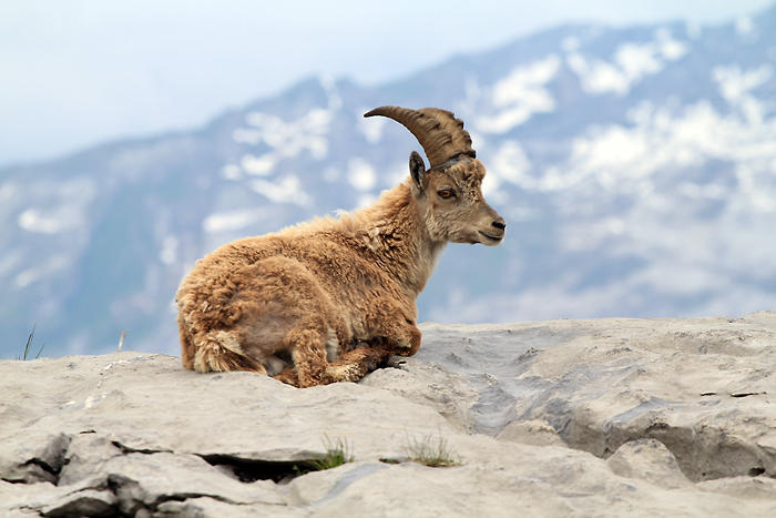 Randonnée au refuge de Sales Randonnée au refuge de Sales
