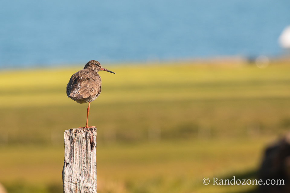 De drôles d'oiseaux en Islande