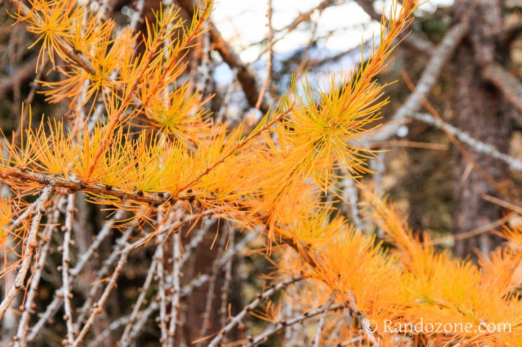 Couleurs d'automne en Vanoise