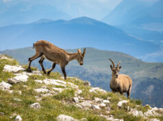 Les randonneurs au service de la conservation des bouquetins dans les Pyrénées