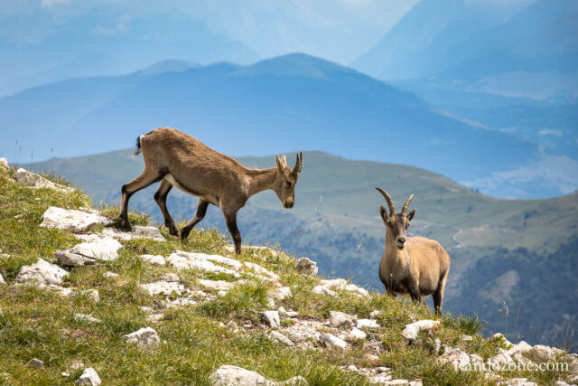 bouquetin-rando-2699